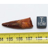 Dent de bébé dinosaure Spinosaurus Aegypticus dans une boite (Maroc - 3.0 centimètres - 226**)