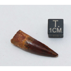 Dent de bébé dinosaure Spinosaurus Aegypticus dans une boite (Maroc - 3.0 centimètres - 226**)