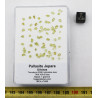 une boite avec des Olivines  de Pallasite Jepara ( Indonésie -  vers 1 gramme )