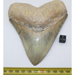 Dent fossile de requin Otodus Mégalodon ( Cuba - 12.3 centimètres )