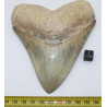 Dent fossile de requin Otodus Mégalodon ( Cuba - 12.3 centimètres )