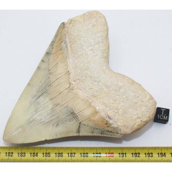 Dent fossile de requin Otodus Mégalodon ( Cuba - 12.3 centimètres )