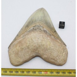 Dent fossile de requin Otodus Mégalodon ( Cuba - 12.3 centimètres )
