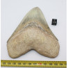 Dent fossile de requin Otodus Mégalodon ( Cuba - 12.3 centimètres )