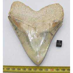 Dent fossile de requin Otodus Mégalodon ( Cuba - 12.3 centimètres )