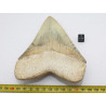 Dent fossile de requin Otodus Mégalodon ( Cuba - 12.3 centimètres )