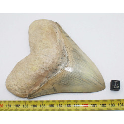 Dent fossile de requin Otodus Mégalodon ( Cuba - 12.3 centimètres )
