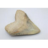 Dent fossile de requin Otodus Mégalodon ( Cuba - 12.3 centimètres )