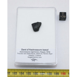 Dent de dinosaure hadrosauridé basal dans une boite ( Niger - 001 ** )