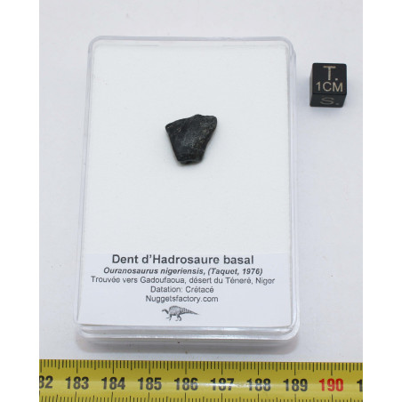Dent de dinosaure hadrosauridé basal dans une boite ( Niger - 001 ** )
