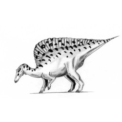 Dent de dinosaure hadrosauridé basal dans une boite ( Niger - 001 ** )