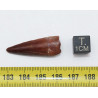 Dent de bébé dinosaure Spinosaurus Aegypticus dans une boite (Maroc - 3.2 centimètres - 227**)