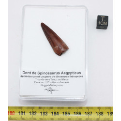 Dent de bébé dinosaure Spinosaurus Aegypticus dans une boite (Maroc - 3.2 centimètres - 227**)