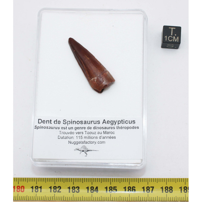 Dent de bébé dinosaure Spinosaurus Aegypticus dans une boite (Maroc - 3.2 centimètres - 227**) Dent de bébé dinosaure Spinosaurus Aegypticus dans une boite (Maroc - 3.2 centimètres - 227**)