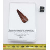 Dent de bébé dinosaure Spinosaurus Aegypticus dans une boite (Maroc - 3.2 centimètres - 227**)