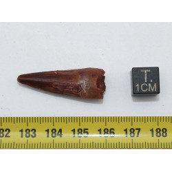 Dent de bébé dinosaure Spinosaurus Aegypticus dans une boite (Maroc - 3.2 centimètres - 227**)