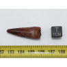 Dent de bébé dinosaure Spinosaurus Aegypticus dans une boite (Maroc - 3.2 centimètres - 227**)