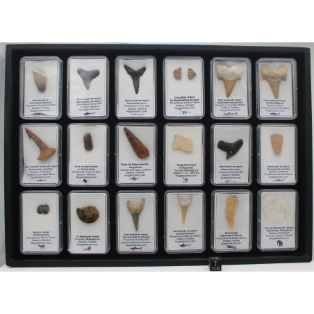 Collection de 18 fossiles dans des boites avec un plateau de présentation( 001** )