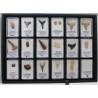 Collection de 18 fossiles dans des boites avec un plateau de présentation( 001** )