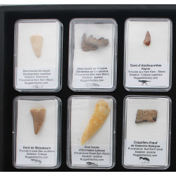 Collection de 18 fossiles dans des boites avec un plateau de présentation( 002** )