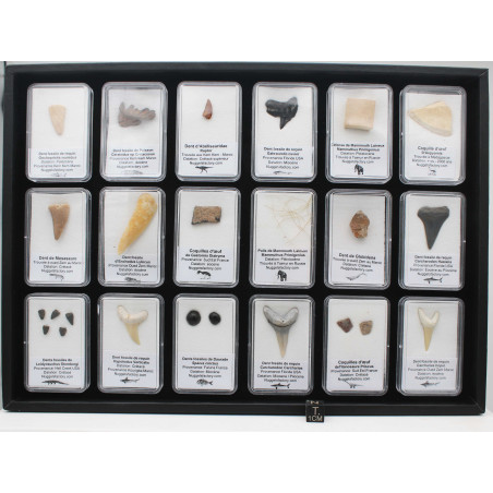 Collection de 18 fossiles dans des boites avec un plateau de présentation( 002** )