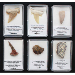 Collection de 18 fossiles dans des boites avec un plateau de présentation( 003** )