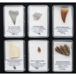 Collection de 18 fossiles dans des boites avec un plateau de présentation( 003** )