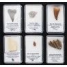 Collection de 18 fossiles dans des boites avec un plateau de présentation( 003** )