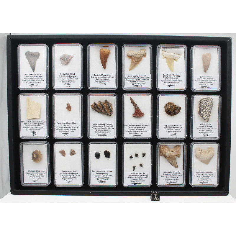 Collection de 18 fossiles dans des boites avec un plateau de présentation( 003** ) Collection de 18 fossiles dans des boites avec un plateau de présentation( 003** )