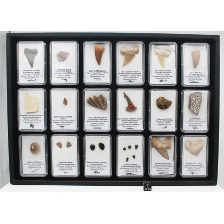 Collection de 18 fossiles dans des boites avec un plateau de présentation( 003** )