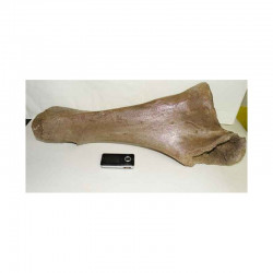 Ulna de Mammouth ( 013 )