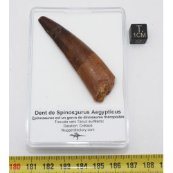 Dent de dinosaure Spinosaurus Aegypticus dans une boite (Maroc - 6.5 centimètres - 228**)