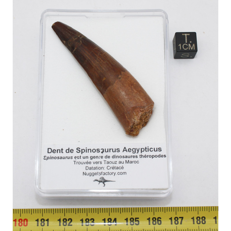 Dent de dinosaure Spinosaurus Aegypticus dans une boite (Maroc - 6.5 centimètres - 228**) Dent de dinosaure Spinosaurus Aegypticus dans une boite (Maroc - 6.5 centimètres - 228**)