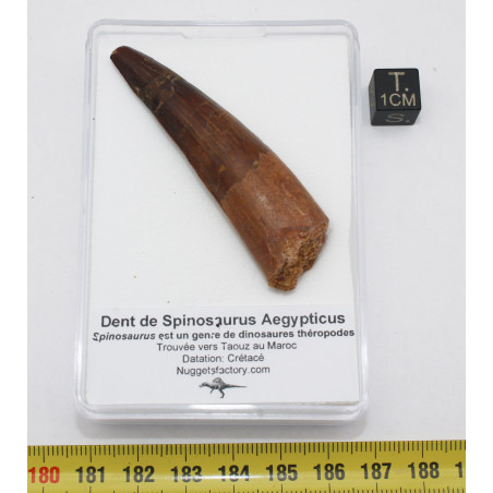 Dent de dinosaure Spinosaurus Aegypticus dans une boite (Maroc - 6.5 centimètres - 228**)