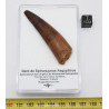 Dent de dinosaure Spinosaurus Aegypticus dans une boite (Maroc - 6.5 centimètres - 228**)