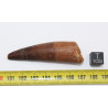 Dent de dinosaure Spinosaurus Aegypticus dans une boite (Maroc - 6.5 centimètres - 228**)