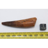 Dent de dinosaure Spinosaurus Aegypticus dans une boite (Maroc - 6.5 centimètres - 228**)