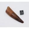 Dent de dinosaure Spinosaurus Aegypticus dans une boite (Maroc - 6.5 centimètres - 228**)