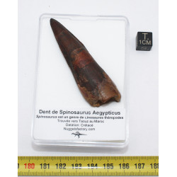 Dent de dinosaure Spinosaurus Aegypticus dans une boite (Maroc - 6.5 centimètres - 228**)