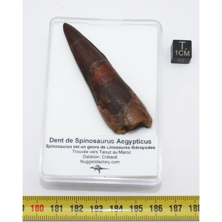 Dent de dinosaure Spinosaurus Aegypticus dans une boite (Maroc - 6.5 centimètres - 228**)
