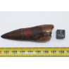 Dent de dinosaure Spinosaurus Aegypticus dans une boite (Maroc - 6.5 centimètres - 228**)