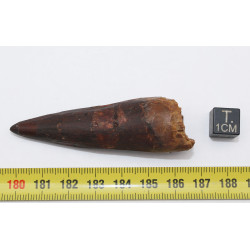 Dent de dinosaure Spinosaurus Aegypticus dans une boite (Maroc - 6.5 centimètres - 228**)