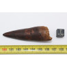 Dent de dinosaure Spinosaurus Aegypticus dans une boite (Maroc - 6.5 centimètres - 228**)
