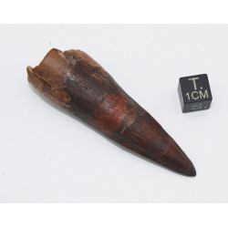 Dent de dinosaure Spinosaurus Aegypticus dans une boite (Maroc - 6.5 centimètres - 228**)