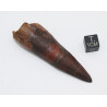 Dent de dinosaure Spinosaurus Aegypticus dans une boite (Maroc - 6.5 centimètres - 228**)