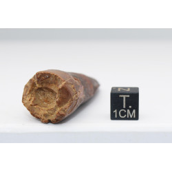 Dent de dinosaure Spinosaurus Aegypticus dans une boite (Maroc - 6.5 centimètres - 228**)