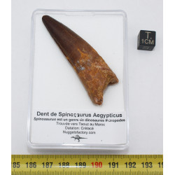 Dent de dinosaure Spinosaurus Aegypticus dans une boite (Maroc - 6.4 centimètres - 230**)