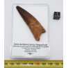 Dent de dinosaure Spinosaurus Aegypticus dans une boite (Maroc - 6.4 centimètres - 230**)