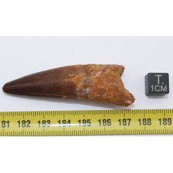 Dent de dinosaure Spinosaurus Aegypticus dans une boite (Maroc - 6.4 centimètres - 230**)