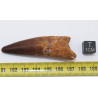 Dent de dinosaure Spinosaurus Aegypticus dans une boite (Maroc - 6.4 centimètres - 230**)